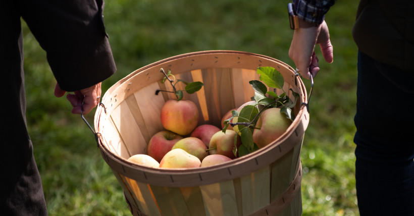 Long Island Local Apple Picking