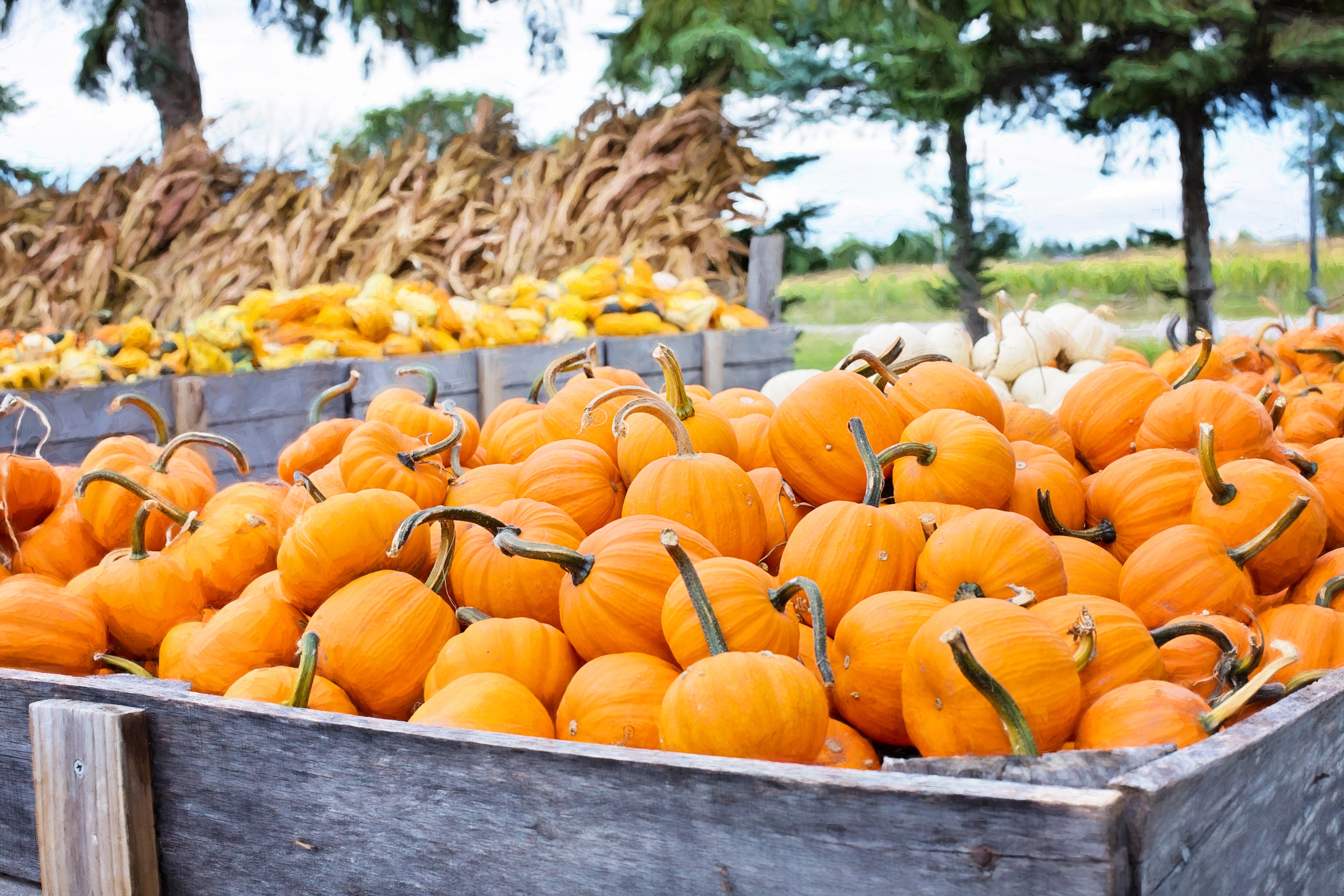 Long Island Fall Fun Guide: Festivals, Pumpkins, Hay Rides, Mazes & More!