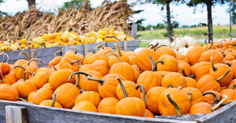 Long Island Fall Fun Guide: Festivals, Pumpkins, Hay Rides, Mazes & More!