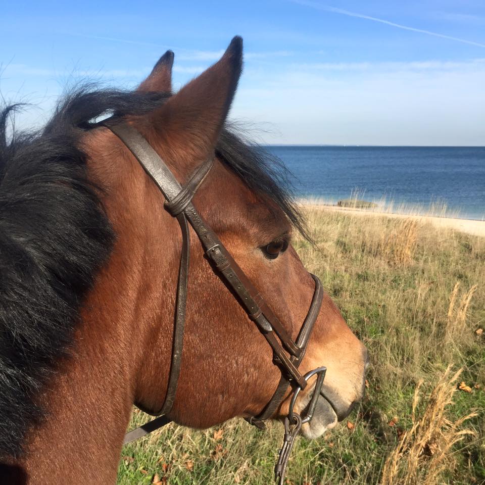 Equestrian Pursuits on Long Island