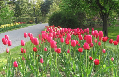 Spring Blooms, Gardens & Festivals on Long Island