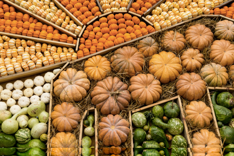 Pumpkin Patch and Portraits at Myriad Gardens
