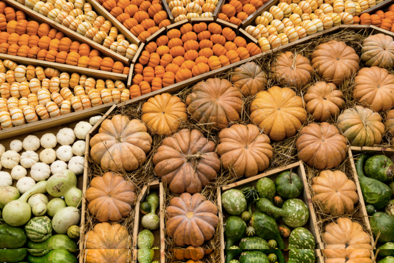 Pumpkin Patch and Portraits at Myriad Gardens 