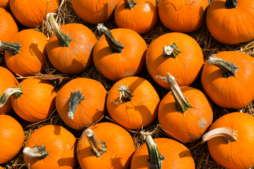 NWOKC Pumpkin Patch at Gate Church