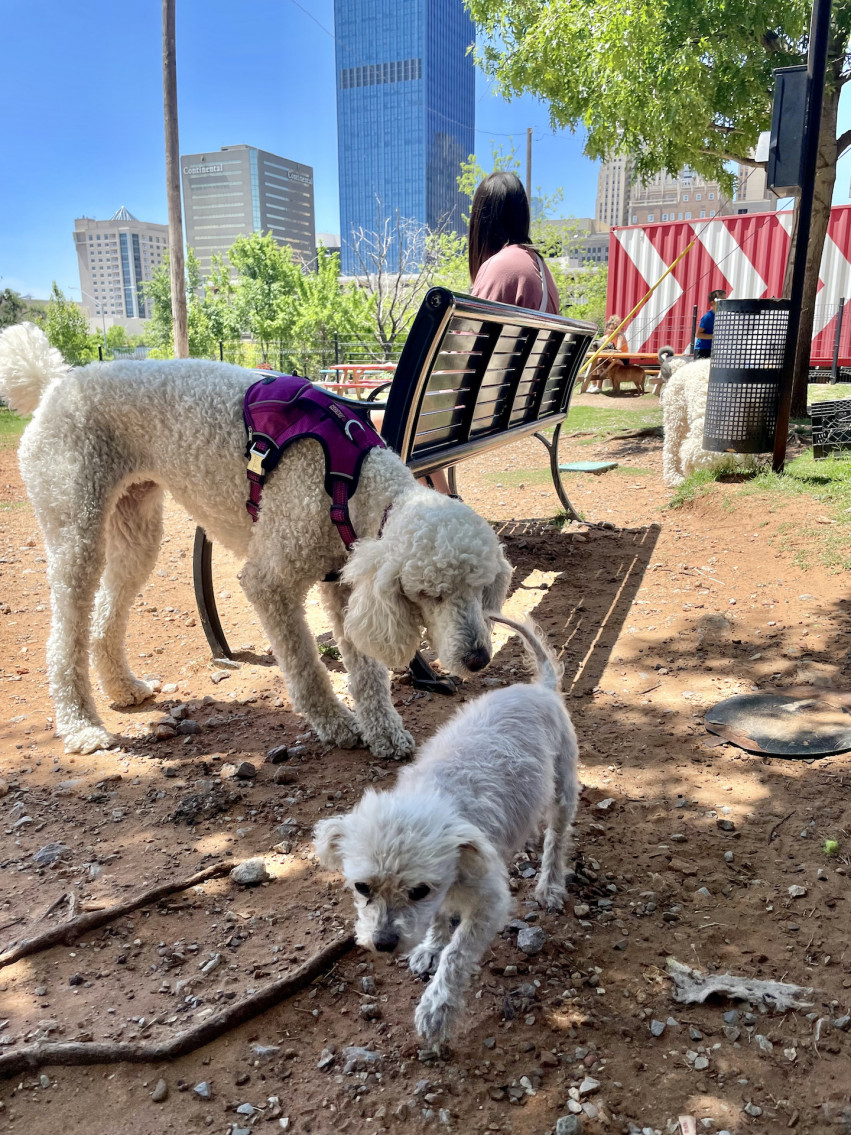 Top 10 Spots to Take Your Dog in OKC