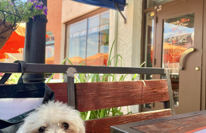 Top 10 Spots to Take Your Dog in OKC