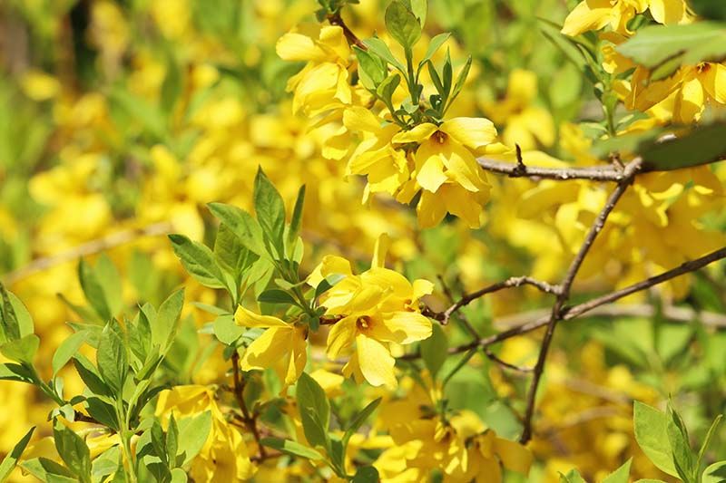 Spring shrubs: our top 10 for early flowers