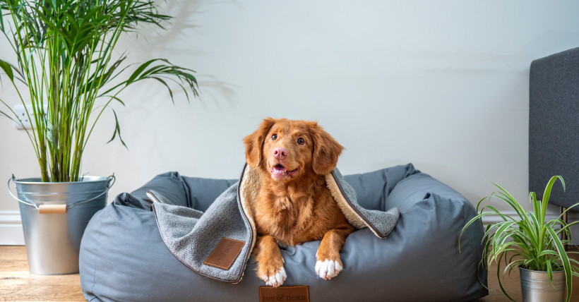 Top 10 Pet-Centric Ways to Customize Your Home