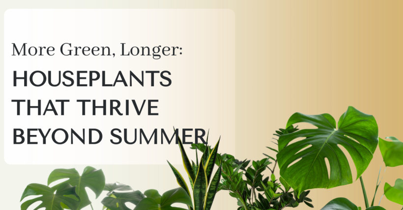 More Green, Longer: Houseplants That Thrive Beyond Summer