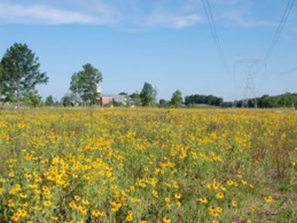 Mulberry Fields
