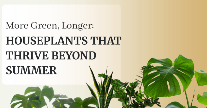 More Green, Longer: Houseplants That Thrive Beyond Summer