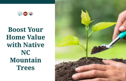 Boost Your Home Value with Native NC Mountain Trees