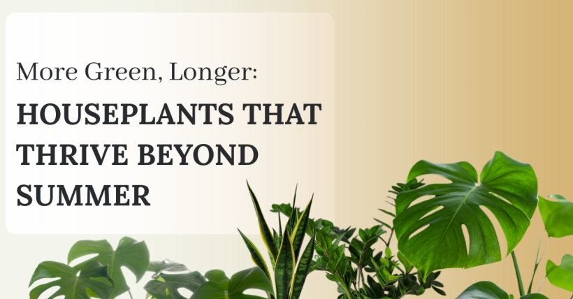 More Green, Longer: Houseplants That Thrive Beyond Summer