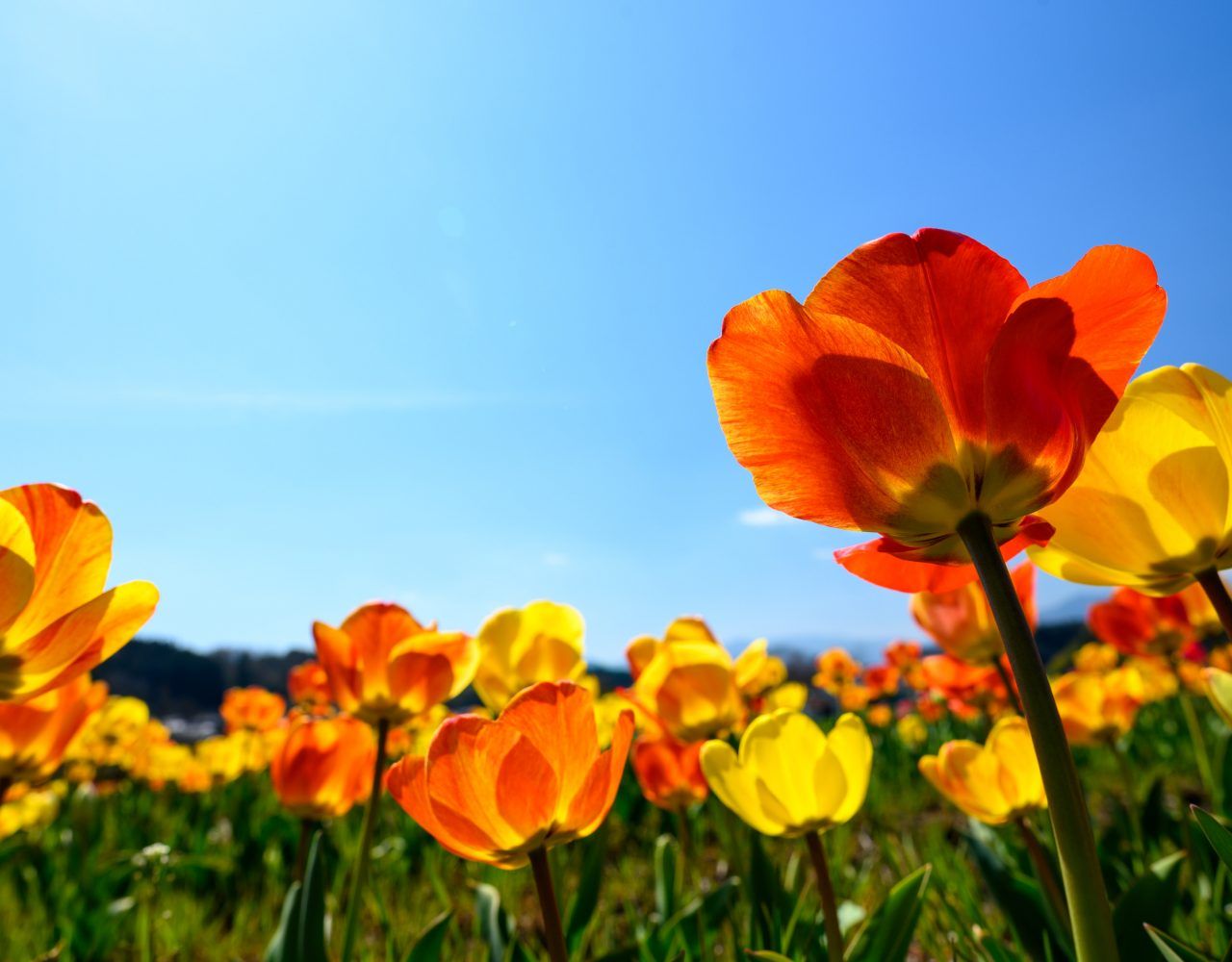 Spring Events in Chicago’s Western Suburbs