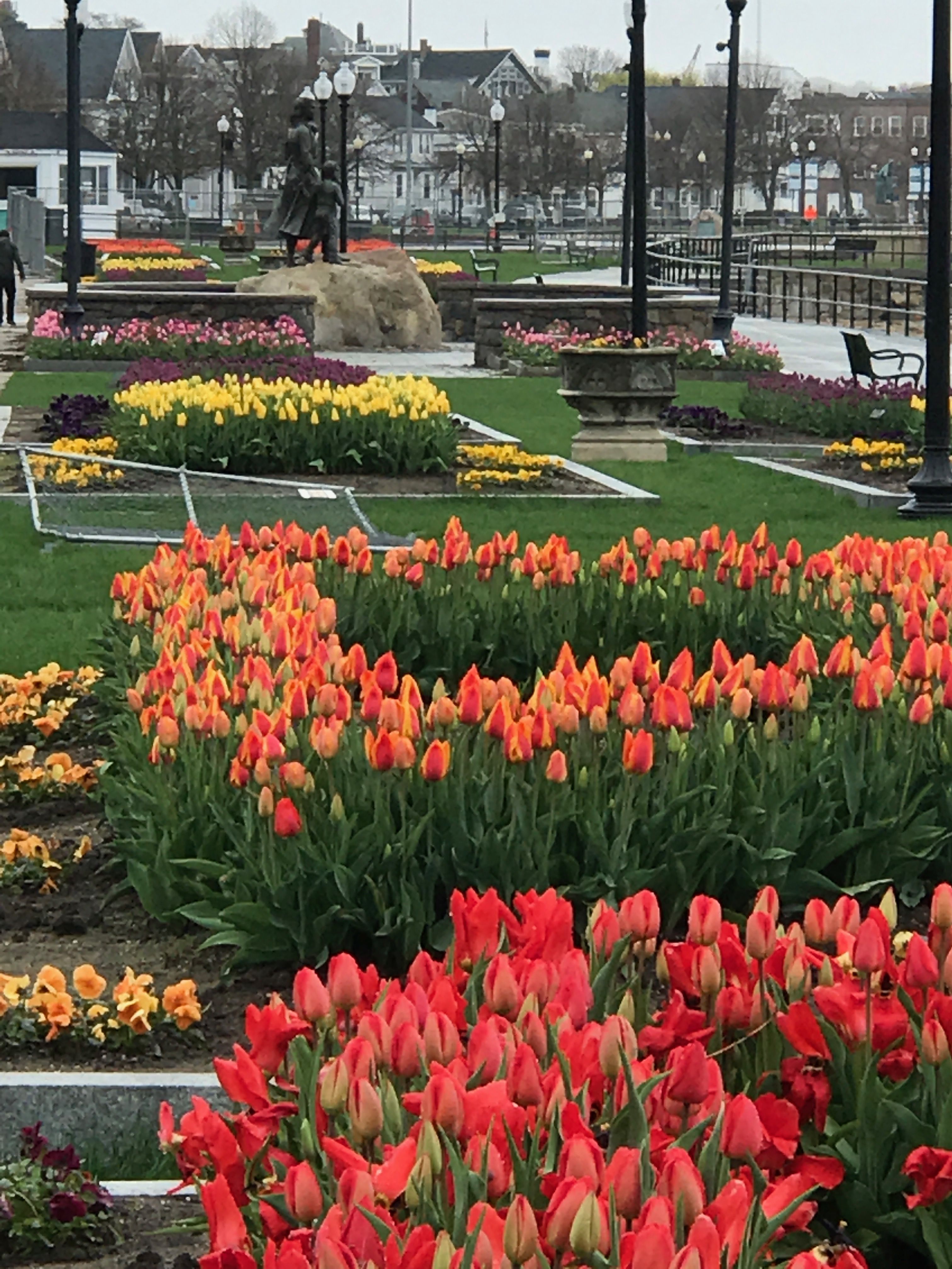 Gloucester Tulip Festival reopens the Boulevard