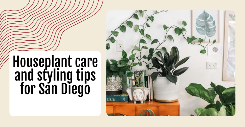 Houseplant care and styling tips for San Diego