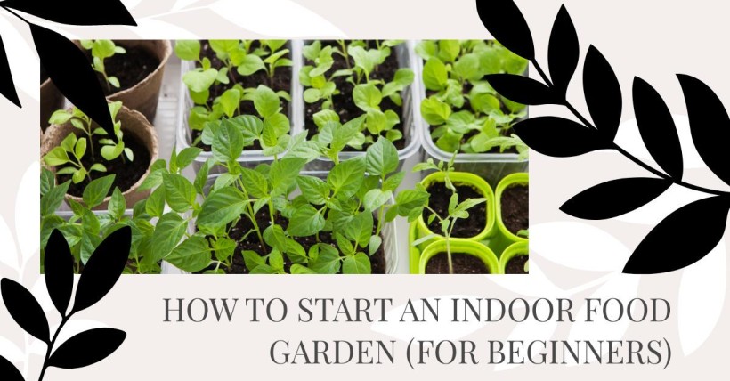 How to Start an Indoor Food Garden (for Beginners)