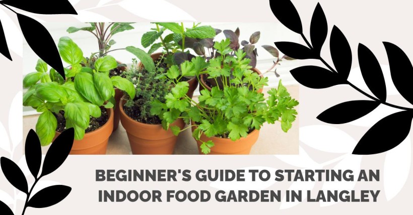 Beginner's Guide to Starting an Indoor Food Garden in Langley