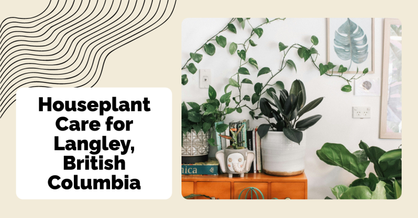 Houseplant Care for Langley, British Columbia