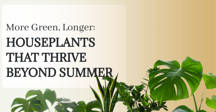 More Green, Longer: Houseplants That Thrive Beyond Summer