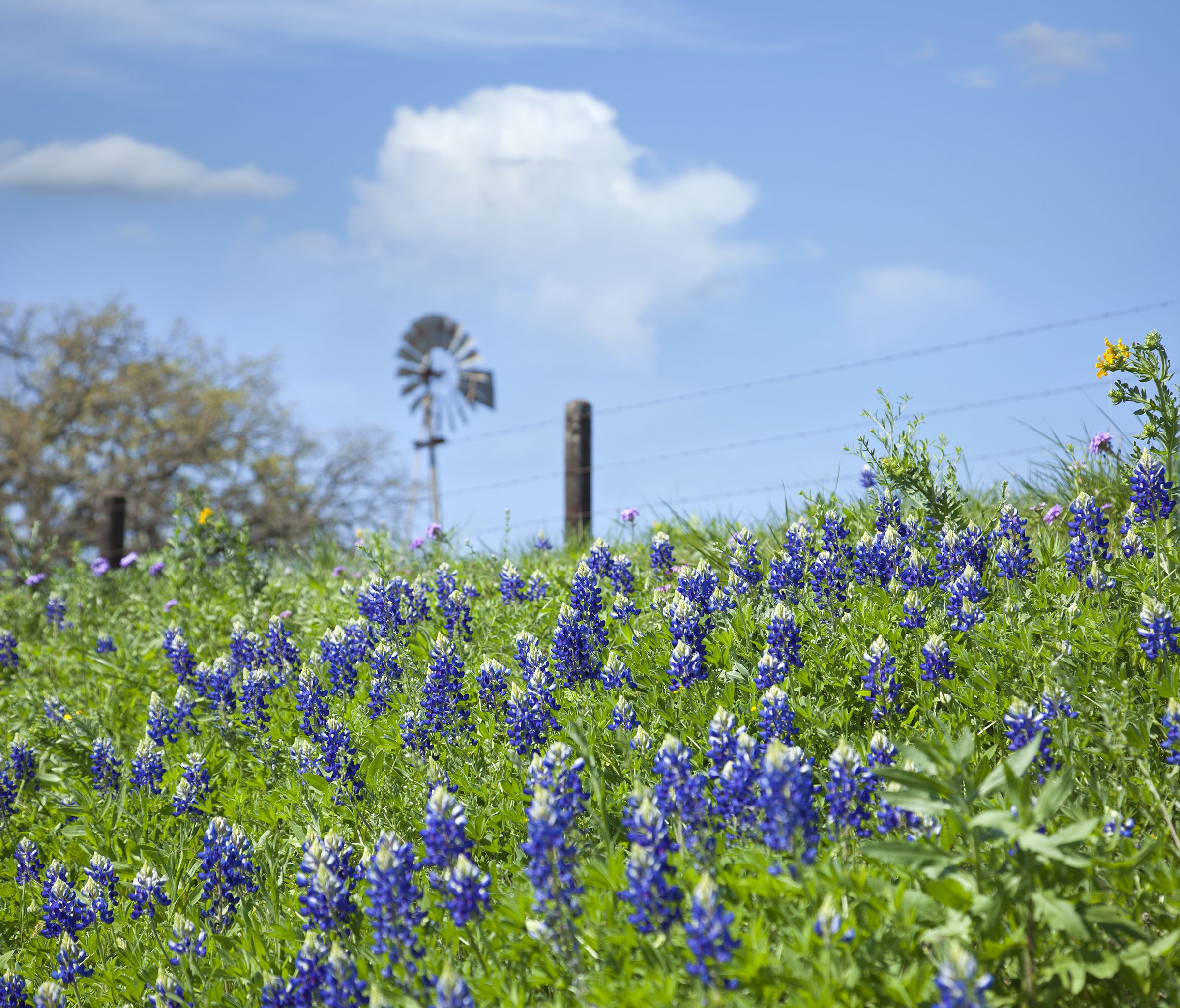 Visit Brenham TX