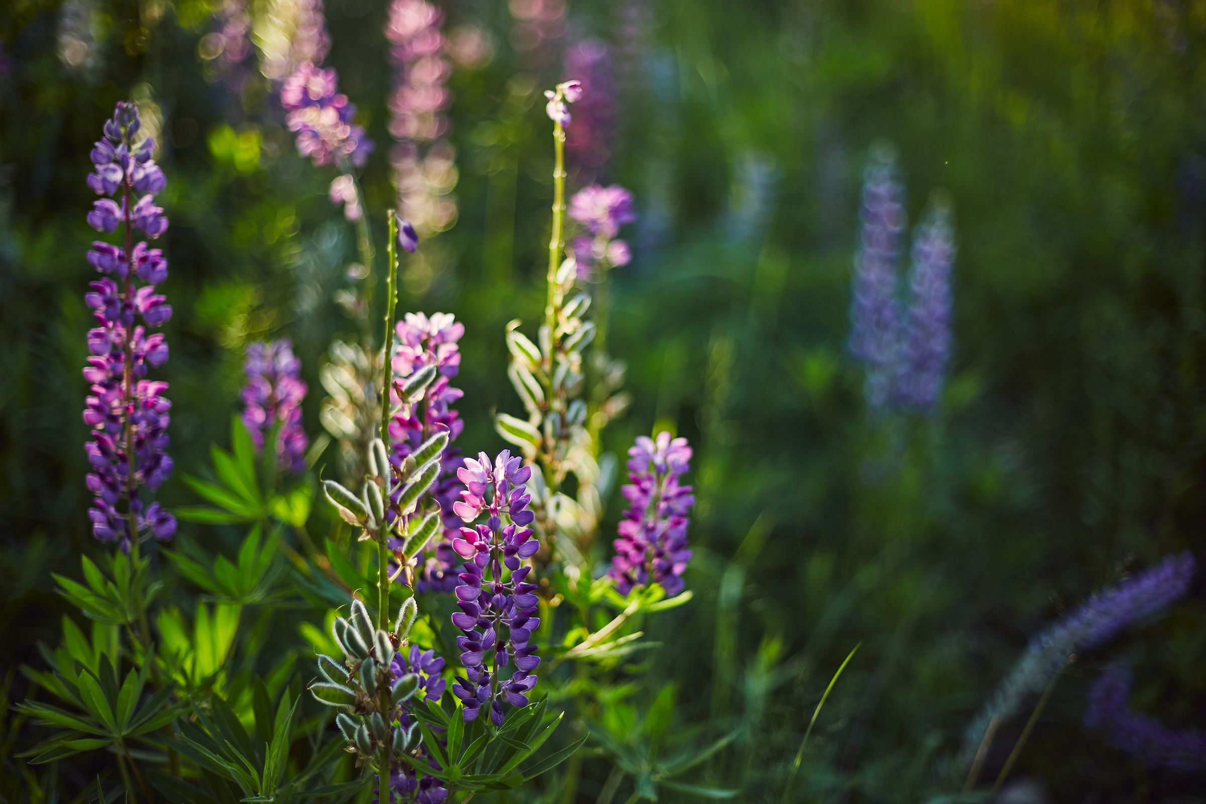 Visit Lady Bird Johnson Wildflower Center