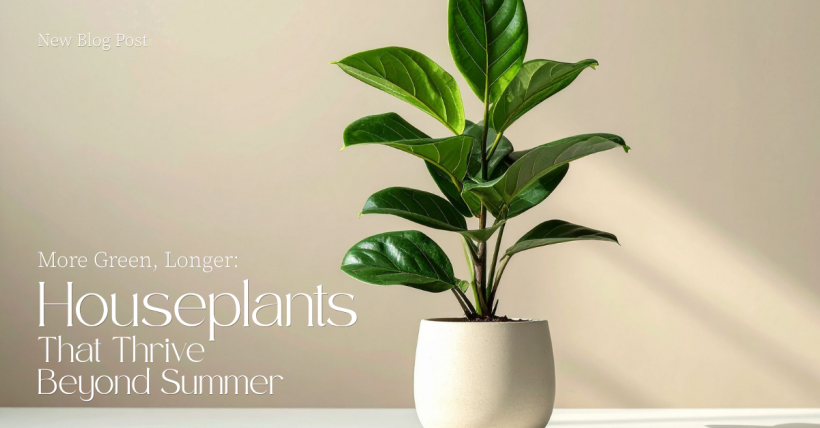 More Green, Longer: Houseplants That Thrive Beyond Summer