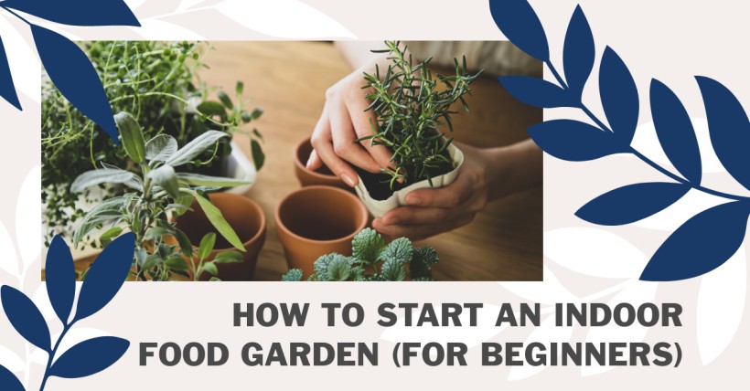 How to Start an Indoor Food Garden (for Beginners)