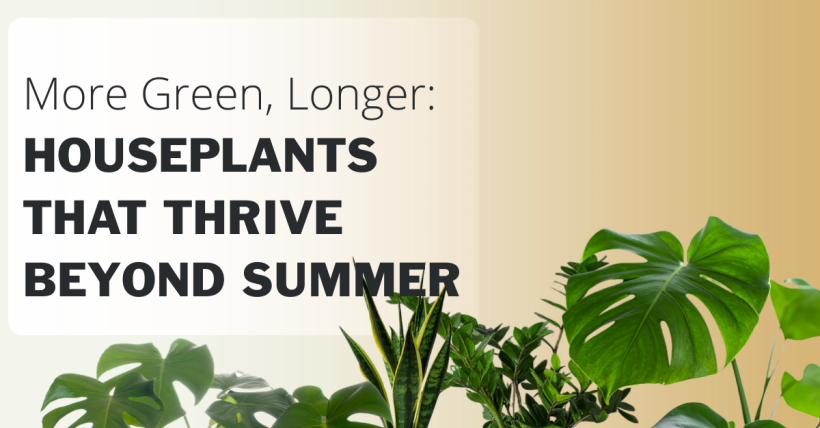 More Green, Longer: Houseplants That Thrive Beyond Summer