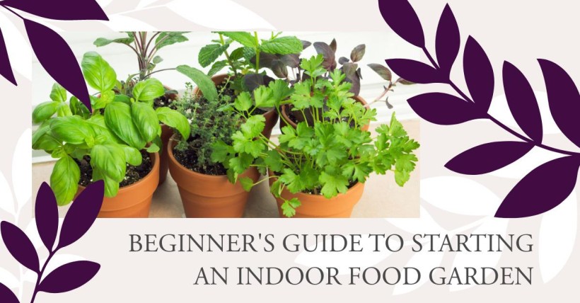 Beginner's Guide to Starting an Indoor Food Garden