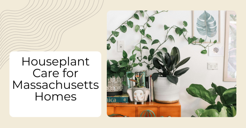 <h1>Houseplant Care for Massachusetts Homes</h1>
