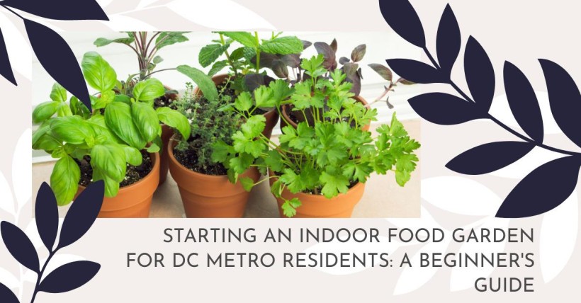 Starting an Indoor Food Garden for DC Metro Residents: A Beginner's Guide