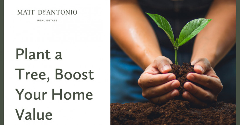 Plant a Tree, Boost Your Home Value