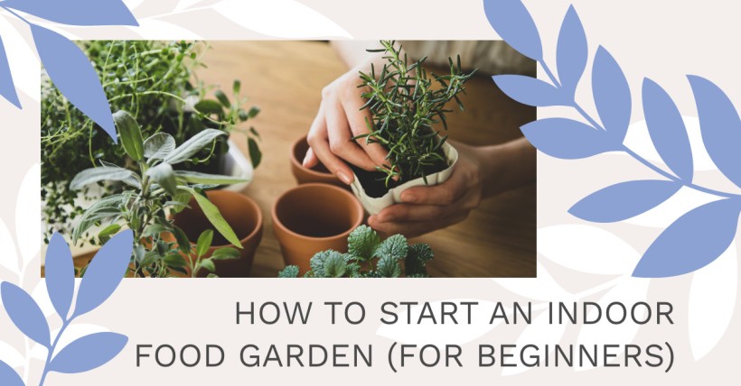 How to Start an Indoor Food Garden (for Beginners)