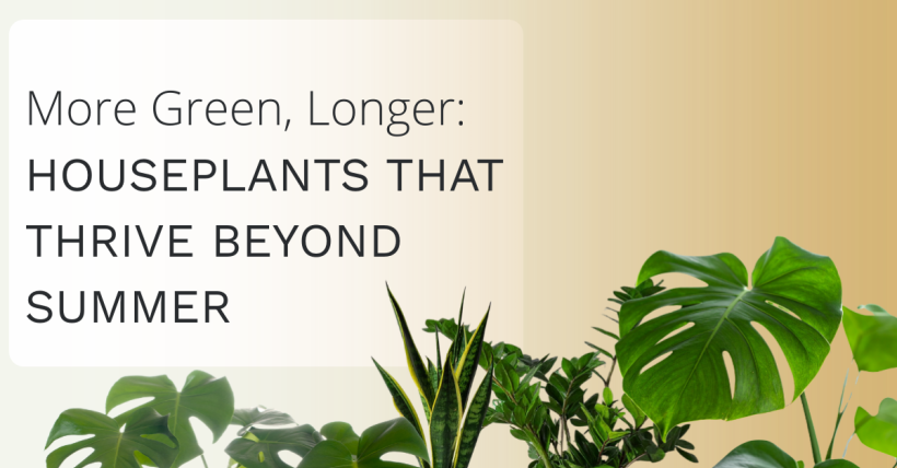 More Green, Longer: Houseplants That Thrive Beyond Summer