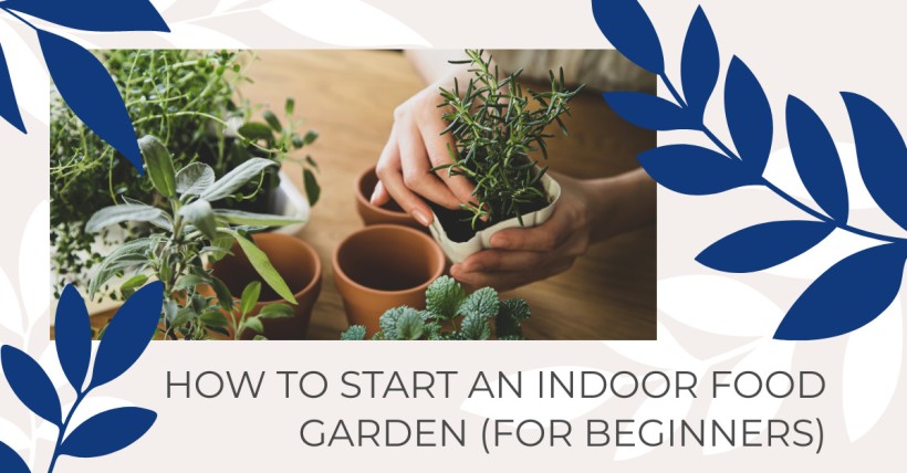 How to Start an Indoor Food Garden (for Beginners)