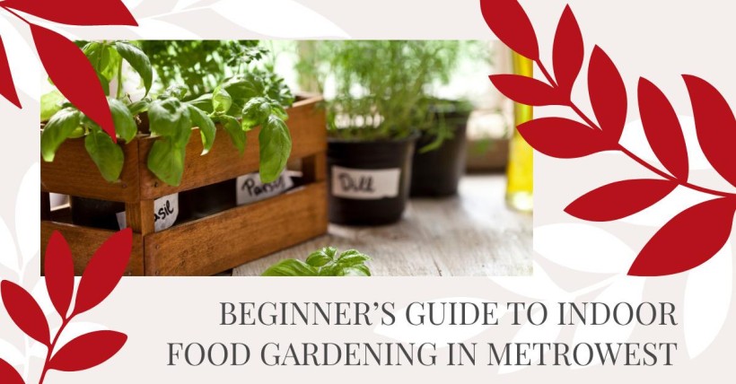 Beginner’s Guide to Indoor Food Gardening in Metrowest