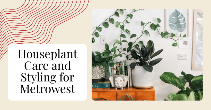 Houseplant Care and Styling for Metrowest