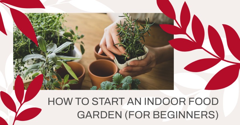 How to Start an Indoor Food Garden (for Beginners)