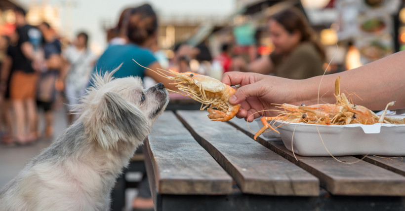 Pet Friendly Restaurants in Savannah | ERA Evergreen Real Estate