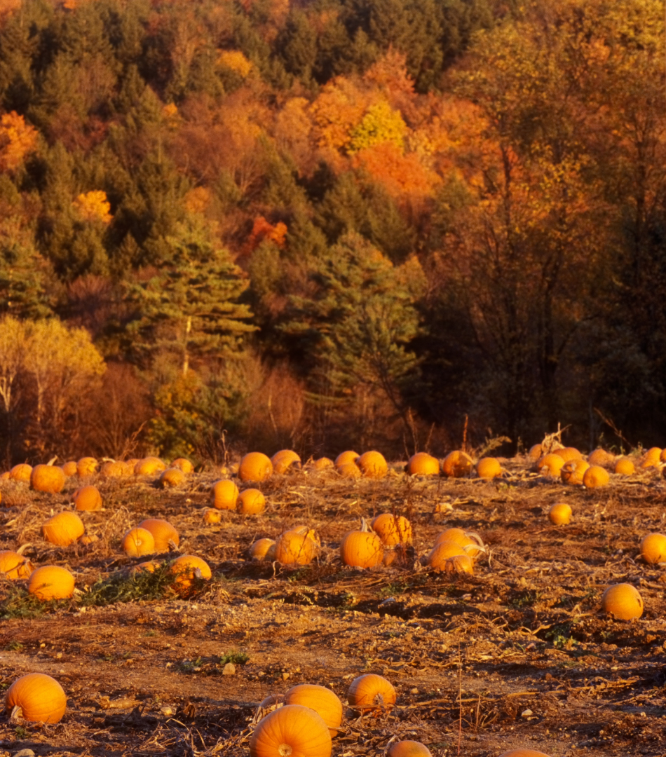 September Fall Farm Hello Fall 8 Ways to Celebrate the New Season in September