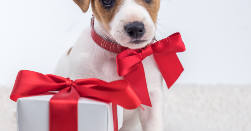 Holiday Pet Safety Tips (Because They Love the Season Too!)