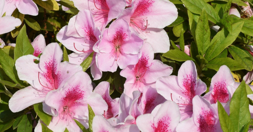 Landscaping Tips That Thrive in the Lowcountry Climate