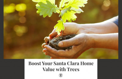 Boost Your Santa Clara Home Value with Trees