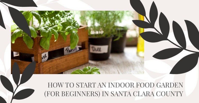 How to Start an Indoor Food Garden (for Beginners) in Santa Clara County