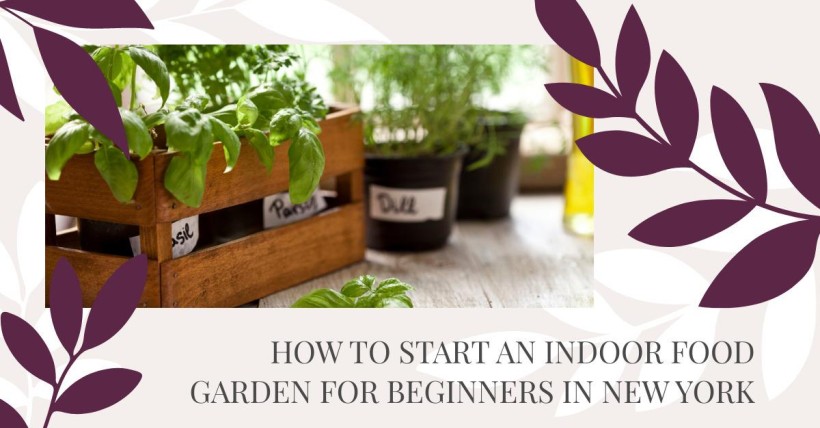 How to Start an Indoor Food Garden for Beginners in New York