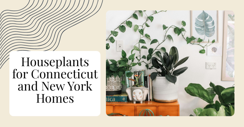 Houseplants for Connecticut and New York Homes