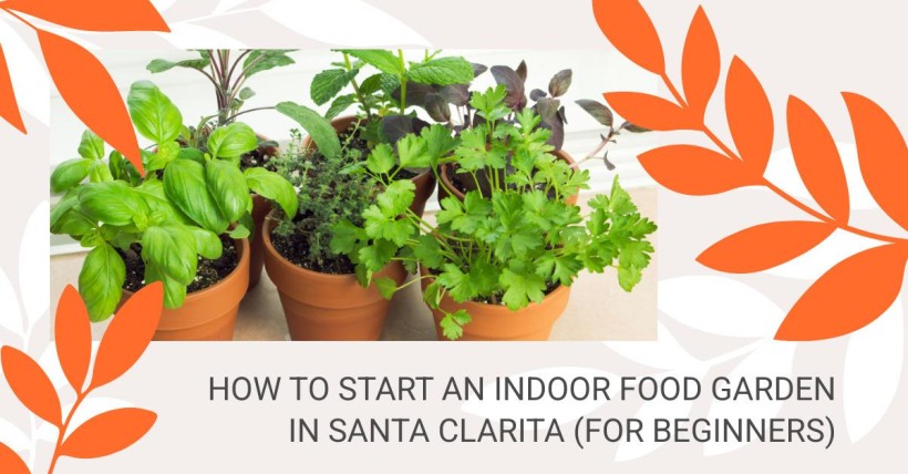 How to Start an Indoor Food Garden in Santa Clarita (for Beginners)