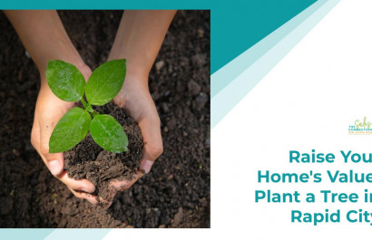 Raise Your Home's Value: Plant a Tree in Rapid City