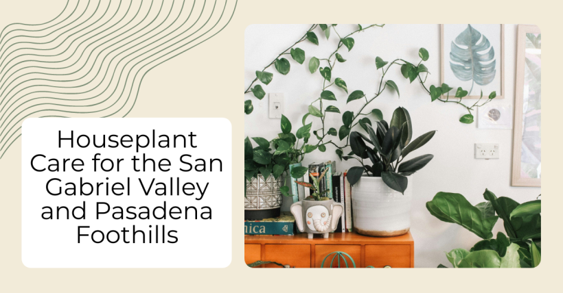 Houseplant Care for the San Gabriel Valley and Pasadena Foothills